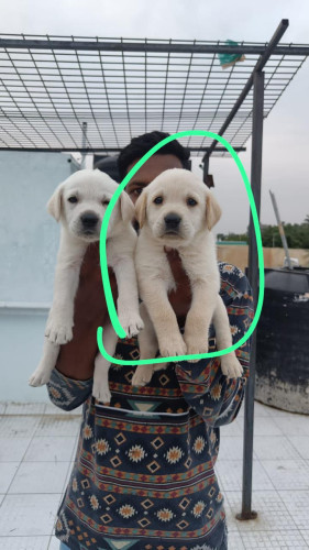 Lab