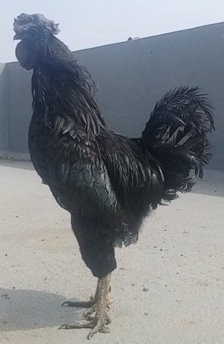 Kadaknath