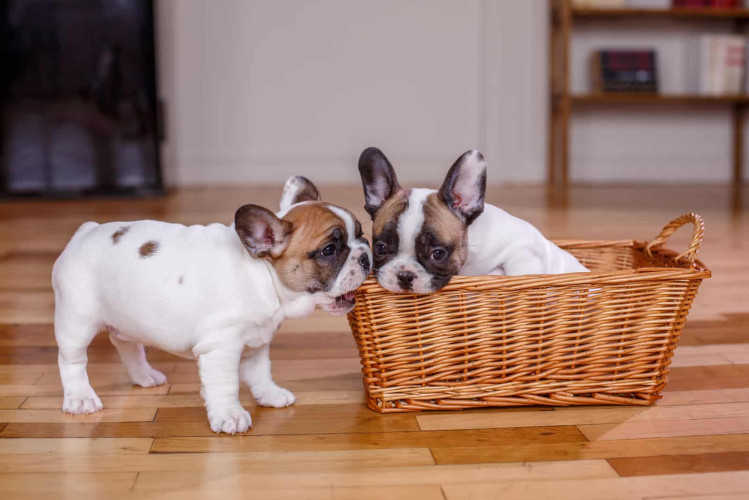 French bulldog