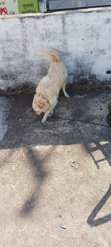 Pomellion dog