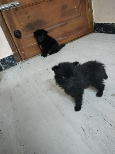 Pomeranian
