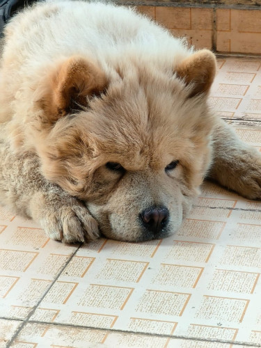 Mocha