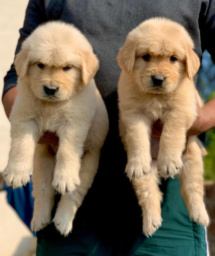 Golden Retriever