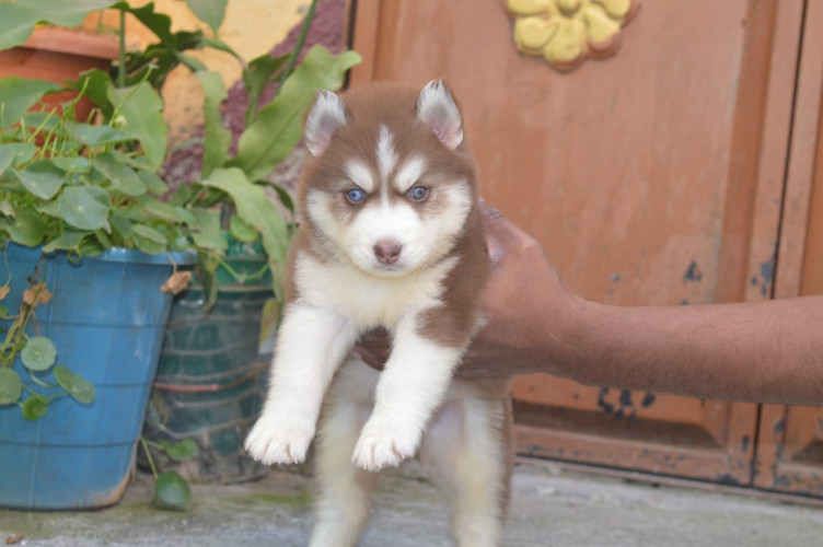 Husky
