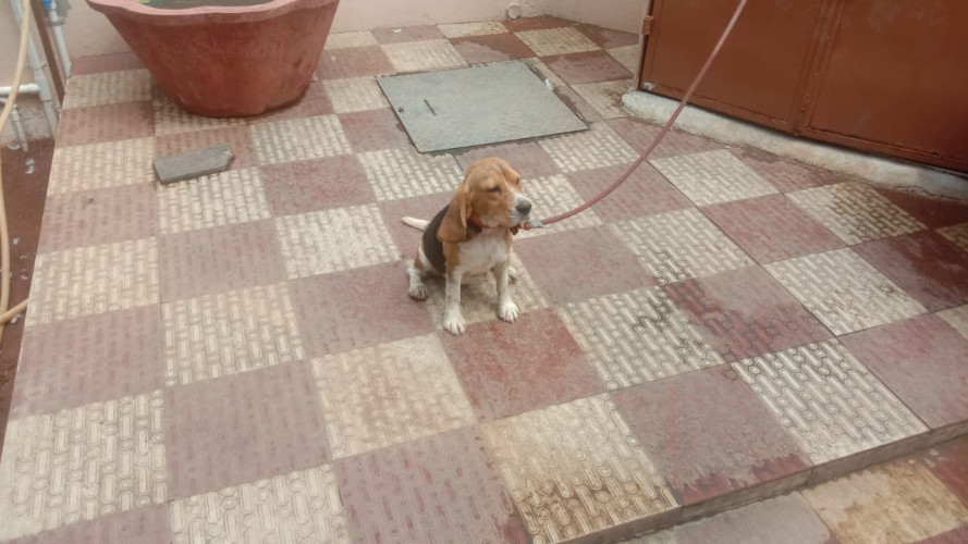 Beagle female
