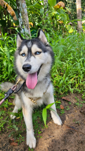 Female Husky