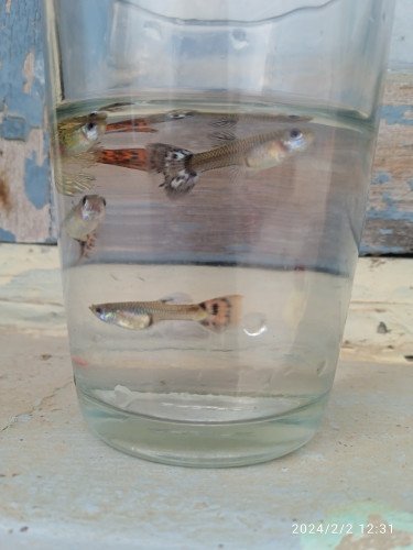 Mixed guppies