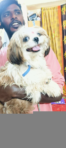 SHEETZU Charlie