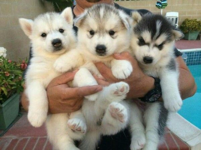 Husky