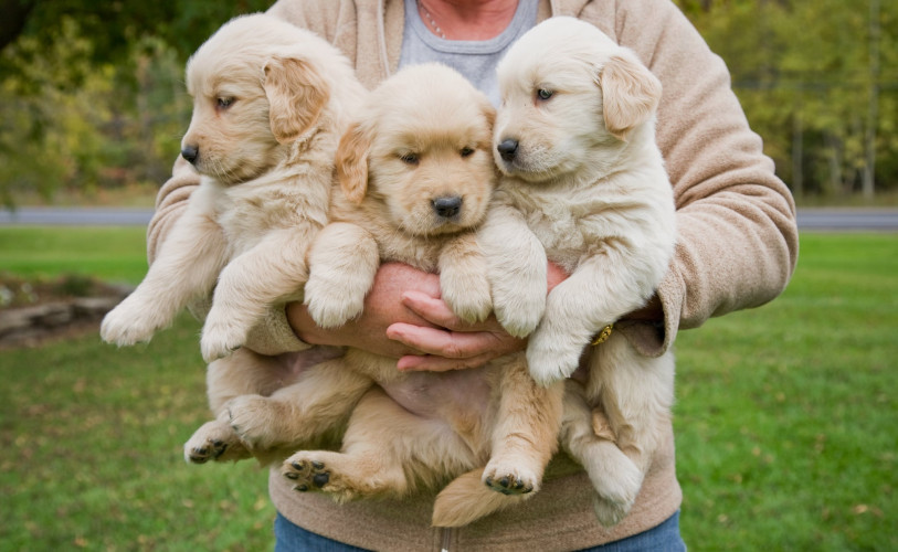 Golden Retriever