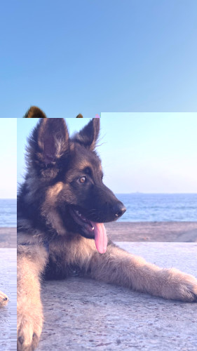 German shepherd