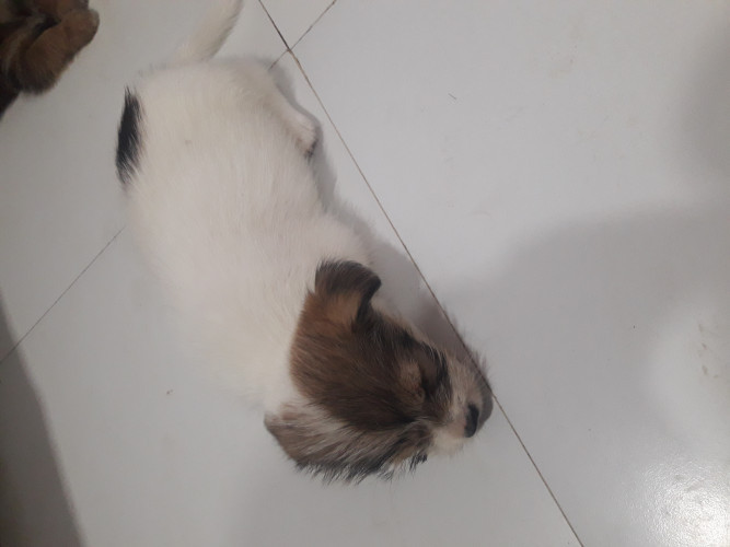 Dog female sale