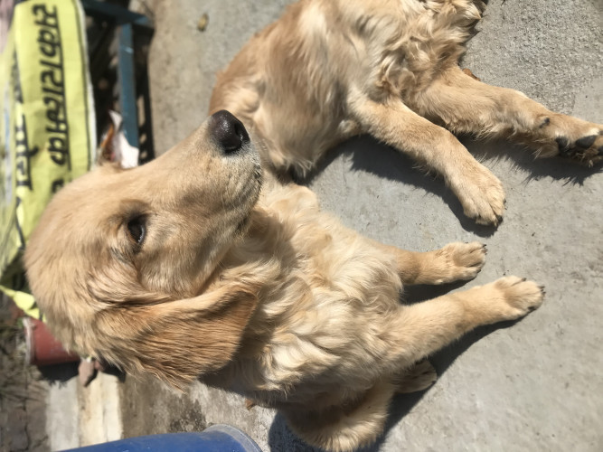 Golden retriever