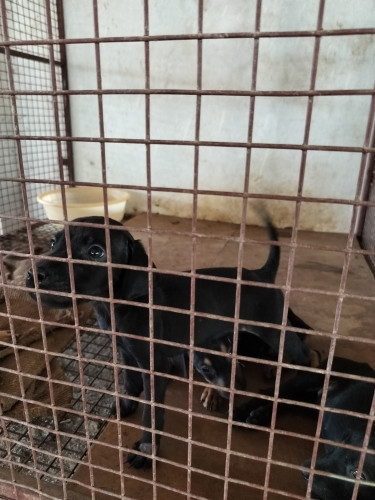 Lab puppy