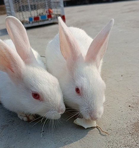 Small rabbit hot sale price