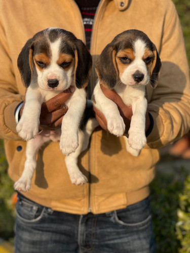 Beagle