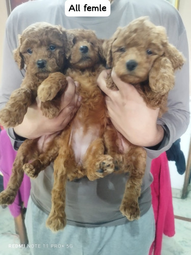 Poodle