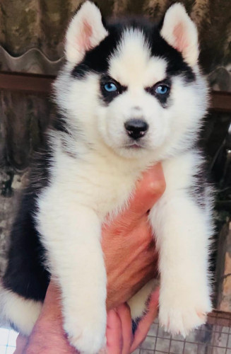 Husky