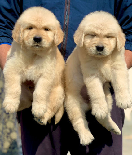 Golden Retriever