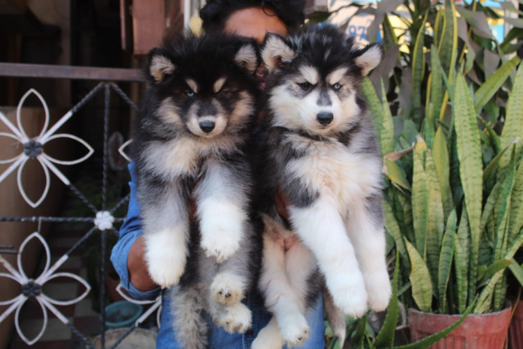 Husky