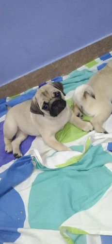 Pug