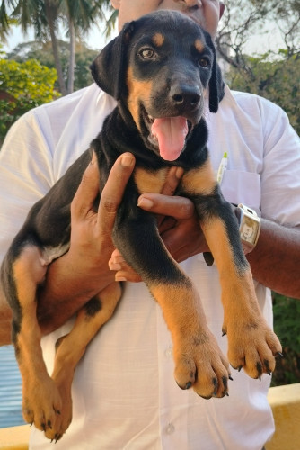 Daborman puppies