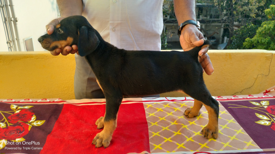 Daborman puppies