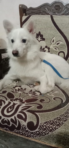 Samoyed breed dog