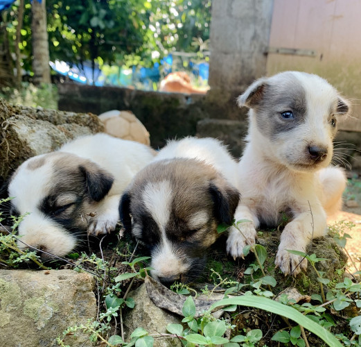 Naadan puppies