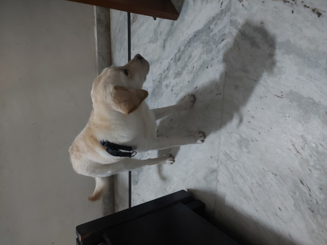 Golden laberador