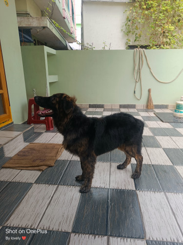 German shepherd