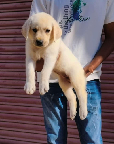 Lab