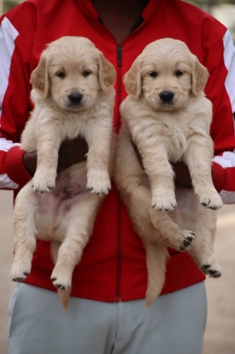 Golden retriever