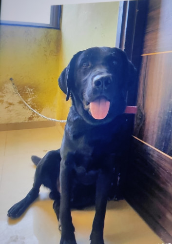 bunny Labrador