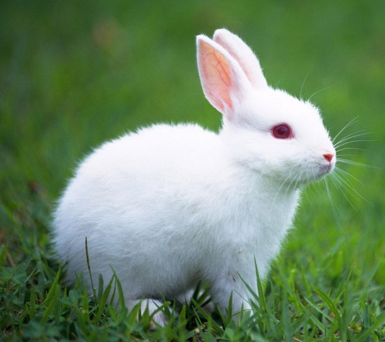 One Piece Rabbit For Sale