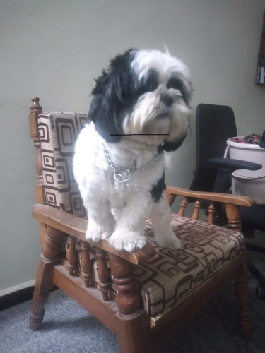 Shiztu dog