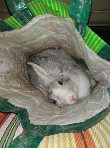 Rabbit