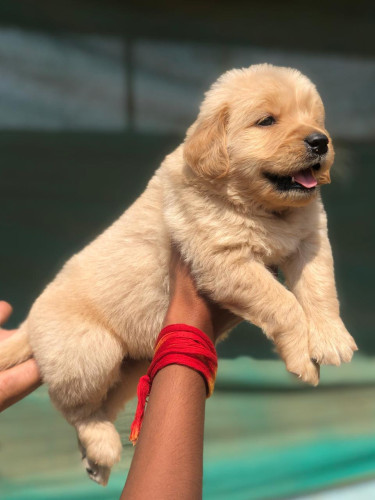 Golden retriever
