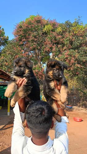 German shepherd