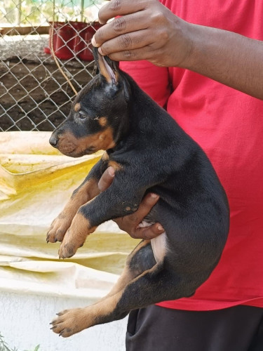Doberman