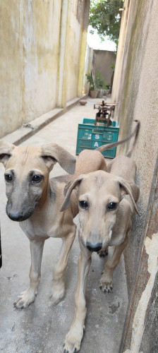 Dog chippi parai