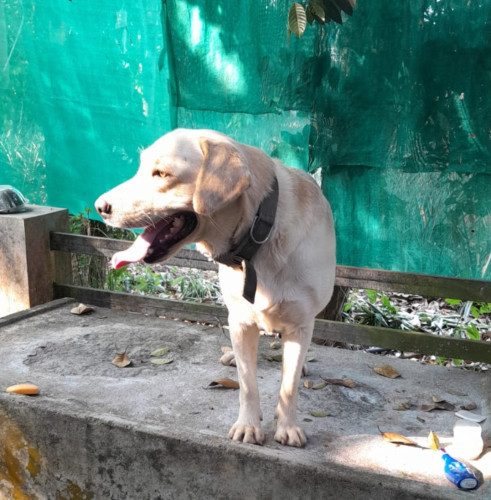 3 yr old labrador