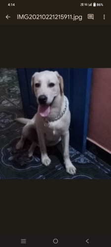Dog for sale