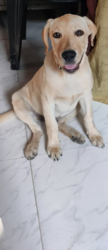 Pet