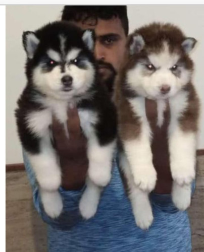 Top Quality HUSKY puppies Available in best price