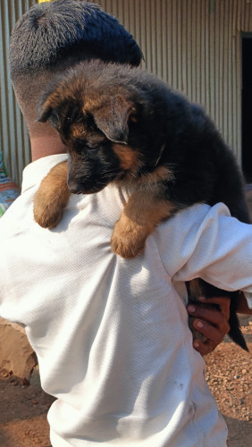 German shepherd