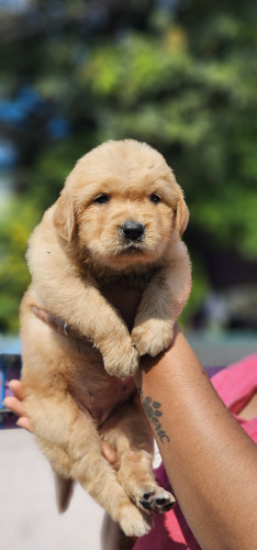 Golden retriever