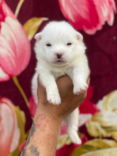 Pomeranian