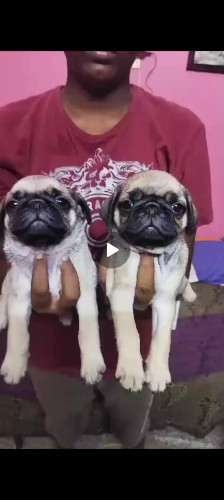 Pug