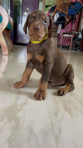 Doberman